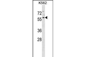 NSC1 Antibody (C-term) (ABIN1881522 and ABIN2838699) western blot analysis in K562 cell line lysates (35 μg/lane). (MANSC1 anticorps  (C-Term))
