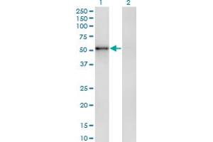 Western Blot analysis of ZNF207 expression in transfected 293T cell line by ZNF207 monoclonal antibody (M04), clone 8G7. (ZNF207 anticorps  (AA 1-110))