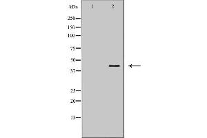 Western blot analysis of extracts of HT-29 , using CXCR2antibody.