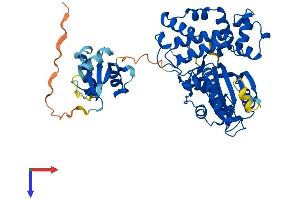 AlphaFold protein structure predicition of Human Recombinant POLM Protein, UniprotID Q9NP87