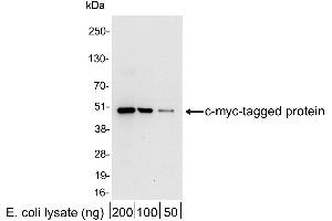 anti-Myc Tag antibody (HRP)
