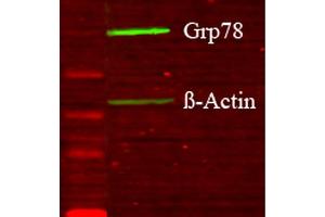Western blot analysis of Human Glucose deprived glia cell lysates showing detection of GRP78 protein using Rabbit Anti-GRP78 Polyclonal Antibody . (GRP78 anticorps  (N-Term) (Atto 594))