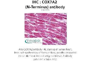 Image no. 1 for anti-Cytochrome C Oxidase Subunit VIIa Polypeptide 2 (Liver) (COX7A2) antibody (ABIN1733282) (COX7A2 anticorps)