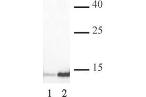 Histone H3K4ac antibody (pAb) tested by Western blot. (Histone 3 anticorps  (acLys4))
