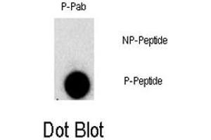 Dot blot analysis of FGFR1 (phospho Y307) polyclonal antibody  on nitrocellulose membrane. (FGFR1 anticorps  (pTyr307))