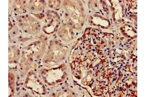 Immunohistochemistry of paraffin-embedded human kidney tissue using ABIN7150590 at dilution of 1:100 (DPM1 anticorps  (AA 2-260))