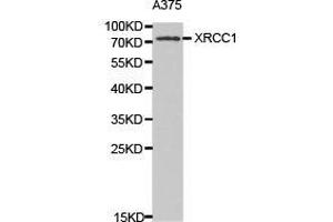 Western Blotting (WB) image for anti-X-Ray Repair Complementing Defective Repair in Chinese Hamster Cells 1 (XRCC1) antibody (ABIN1875363) (XRCC1 anticorps)