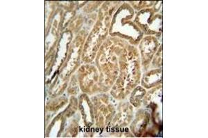 EFHB antibody (N-term) (ABIN654858 and ABIN2844520) immunohistochemistry analysis in formalin fixed and paraffin embedded human kidney tissue followed by peroxidase conjugation of the secondary antibody and DAB staining. (EFHB anticorps  (N-Term))
