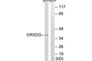 Western Blotting (WB) image for anti-Olfactory Receptor, Family 5, Subfamily D, Member 16 (OR5D16) (AA 201-250) antibody (ABIN2891142) (OR5D16 anticorps  (AA 201-250))