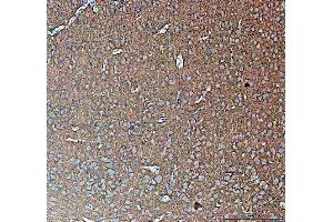 IHC analysis of Synapsin II using anti-Synapsin II antibody (ABIN4886735).