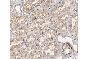 ABIN6266508 at 1/200 staining human kidney tissue sections by IHC-P.