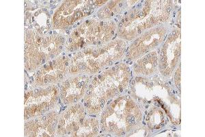 ABIN6266508 at 1/200 staining human kidney tissue sections by IHC-P. (Claudin 2 anticorps  (C-Term))