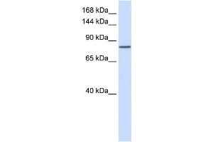 WB Suggested Anti-PCDHAC1 Antibody Titration:  0.