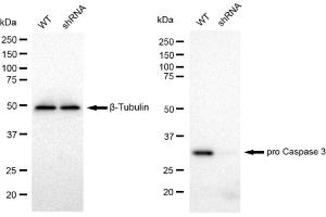 Western blotting analysis using pro Caspase 3 antibody (ABIN7799900). (Recombinant Pro Caspase 3 anticorps)