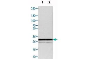 Western blot analysis of cell lysates with PSMA3 polyclonal antibody .