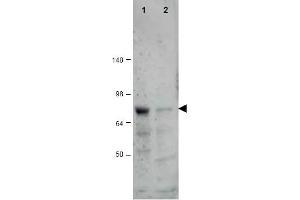 Image no. 1 for anti-CCCTC-Binding Factor (Zinc Finger Protein)-Like (CTCFL) (AA 9-26) antibody (ABIN401325) (CTCFL anticorps  (AA 9-26))