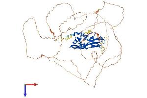 AlphaFold protein structure predicition of Mouse Recombinant Tbr1 Protein, UniprotID Q64336
