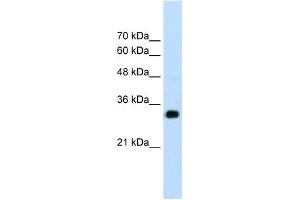 RNF121 antibody used at 1. (RNF121 anticorps  (N-Term))