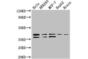 Western Blot Positive WB detected in: Hela whole cell lysate, HEK293 whole cell lysate, MCF-7 whole cell lysate, HepG2 whole cell lysate, Mouse brain tissue All lanes: BUB3 antibody at 3. (BUB3 anticorps  (AA 6-217))