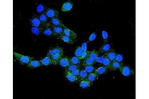 IF analysis of CLDN16/Claudin-16 using anti-CLDN16/Claudin-16 antibody (ABIN7602819). (Claudin 16 anticorps  (C-Term))