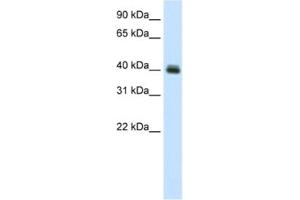Western Blotting (WB) image for anti-Pseudouridylate Synthase 1 (PUS1) antibody (ABIN2461496) (PUS1 anticorps)