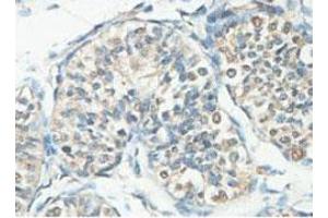 Immunohistochemical analysis of paraffin-embedded human fetal testis showing cytoplasmic staining with ACTL7A polyclonal antibody  at a 1 : 100 dilution. (Actin-Like 7A anticorps  (AA 42-283))