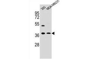 ANXA2 Antibody (N-term) (ABIN391619 and ABIN2841538) western blot analysis in 293,MDA-M cell line lysates (35 μg/lane).