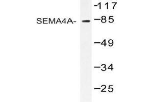 Western blot analysis of SEMA4A Antibody in extracts from COS-7 cells. (Sema4a anticorps)