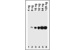 Western blot analysis of lysates from 12tag protein , This demonstrates the His tagged antibody detected the His tagged protein (arrow). (His Tag anticorps)