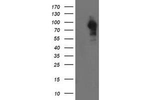 Western Blotting (WB) image for anti-Leucine Rich Repeat Containing 50 (LRRC50) antibody (ABIN1499209) (LRRC50 anticorps)