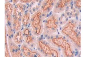 IHC-P analysis of Rat Kidney Tissue, with DAB staining. (CUBN anticorps  (AA 98-207))