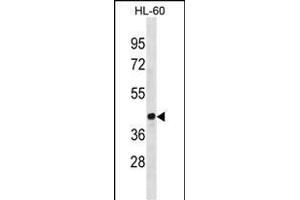 EVX1 Antibody (Center) (ABIN1881327 and ABIN2838387) western blot analysis in HL-60 cell line lysates (35 μg/lane). (EVX1 anticorps  (AA 172-200))