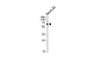 Western blot analysis of lysate from mouse Neuro-2a cell line, using PRK/2 Antibody (N-term) (ABIN6242246 and ABIN6577642).