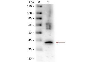 Western Blot of Goat anti-Lactate Dehydrogenase Antibody Biotin Conjugated.