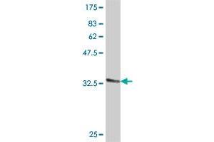 Western Blot detection against Immunogen (31. (EHD3 anticorps  (AA 357-406))