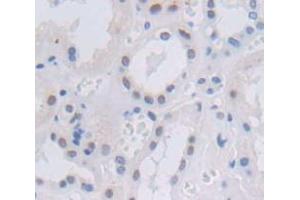 Figure. (NFIB anticorps  (AA 1-233))