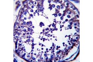 RAB5C antibody immunohistochemistry analysis in formalin fixed and paraffin embedded human testis tissue.