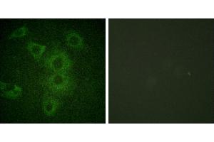 Peptide - +Immunofluorescence analysis of HuvEc cells, using BIK (Ab-33) antibody (#B0053). (BIK anticorps  (Thr33))