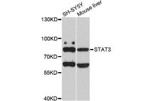 Western blot analysis of extracts of various cell lines, using STAT3 antibody (ABIN5998978) at 1/1000 dilution. (STAT3 anticorps)