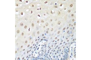 Immunohistochemistry of paraffin-embedded human esophagus using VCP antibody. (VCP anticorps)