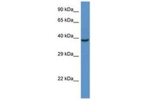 Image no. 1 for anti-RAD51 Homolog D (RAD51D) (C-Term) antibody (ABIN6747399) (RAD51D anticorps  (C-Term))