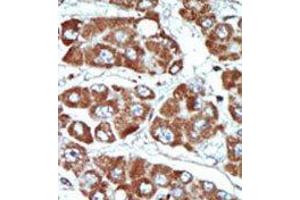 Image no. 2 for anti-Salt-Inducible Kinase 1 (SIK1) (C-Term) antibody (ABIN360572) (SIK1 anticorps  (C-Term))