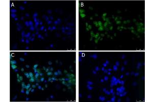 Immunofluorescence Microscopy of Rabbit anti-BCL3 antibody Immunofluorescence Microscopy of Rabbit anti-BCL3 antibody. (BCL3 anticorps  (C-Term))