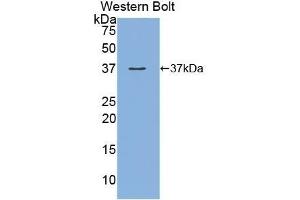 Detection of Recombinant MEP1a, Human using Polyclonal Antibody to Meprin A Alpha (MEP1a) (MEP1A anticorps  (AA 213-506))