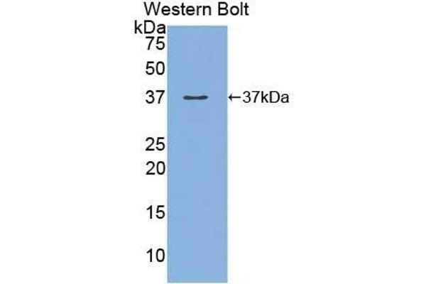 MEP1A anticorps  (AA 213-506)