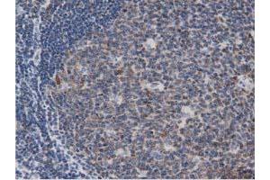 Image no. 7 for anti-DnaJ (Hsp40) Homolog, Subfamily A, Member 2 (DNAJA2) antibody (ABIN1497862)