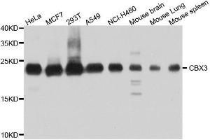 Western blot analysis of extracts of various cell lines, using CBX3 antibody. (CBX3 anticorps  (AA 1-183))