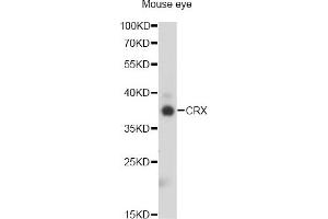 Western blot analysis of extracts of mouse eye, using CRX antibody (ABIN2562021) at 1:1000 dilution. (CRX anticorps)