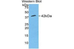 Western Blotting (WB) image for anti-Creatine Kinase, Muscle (CKM) (AA 11-367) antibody (ABIN1858412) (CKM anticorps  (AA 11-367))