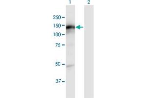 Western Blot analysis of KIAA1199 expression in transfected 293T cell line by KIAA1199 MaxPab polyclonal antibody. (CEMIP anticorps  (AA 1-992))